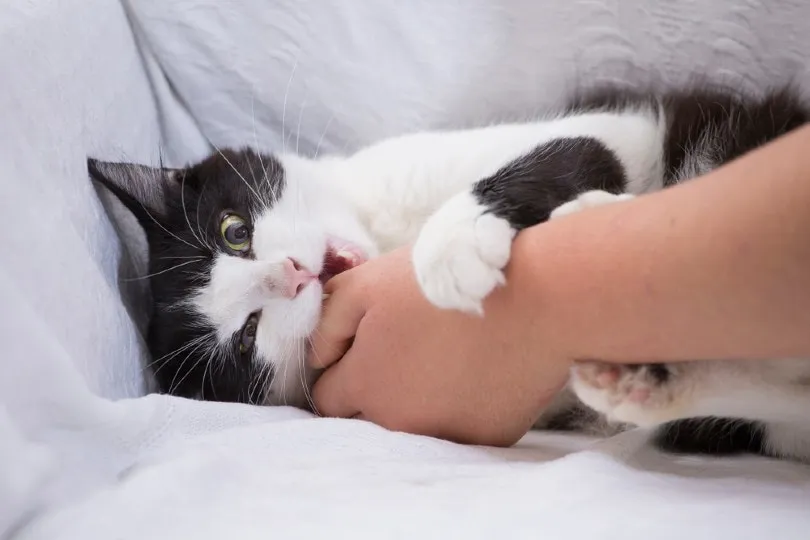 Why Does My Cat Hug My Arm? Understanding Feline Behavior